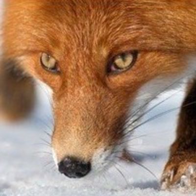 Алена Антонова