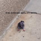 Юля Голубь