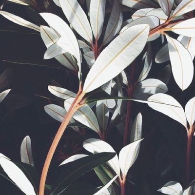 Сусанна Ачарян