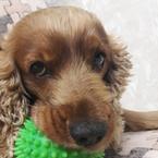 Salon-Poli Salonpoli