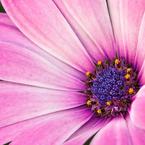 Мария Сивкова