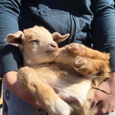 Даниил Венгерский