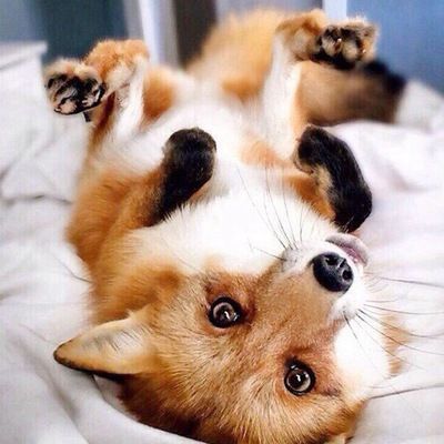 Роман Михниченко