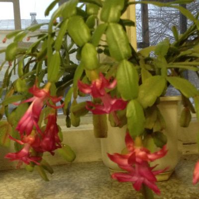 Лариса Соколова