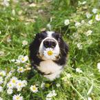 Ася Поскребышева