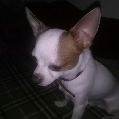 Вадим Богдевич