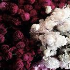 Анна Мешкова