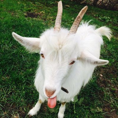 Маня Коза-Горная