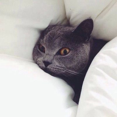 Альбина Айсина