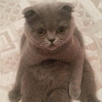 Наталья Ярославская