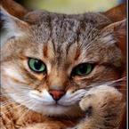 Виктория Романова