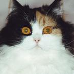 Ася Рамазанова