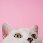 Дима Наумас