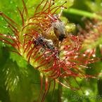 Лерчка Золотова