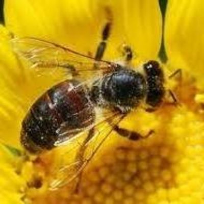 Жизненная Радость