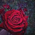 Арасул Турклиев