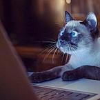 Елена Рудикова