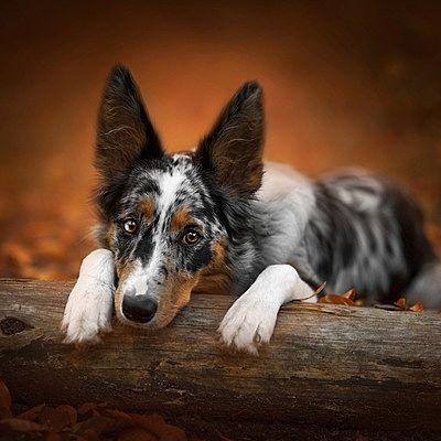 Ростислав Краснов