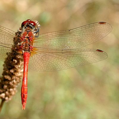 Sympetrum Sanguineum