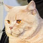 Ольга Шилина