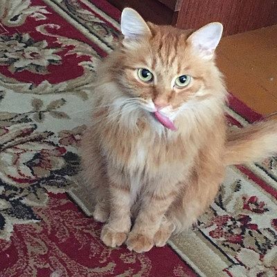 Алексей Макаров