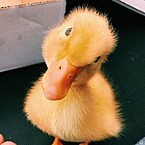 Екатерина Чиченкова