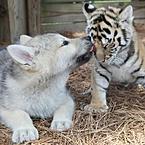 Галина Егорова