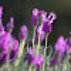 Наталья Дуброва