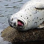 Варя Музафарова