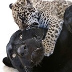 Эльвира Кинжигулова