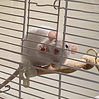 Эля Кириченко