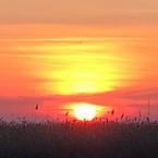 Света Жеглова