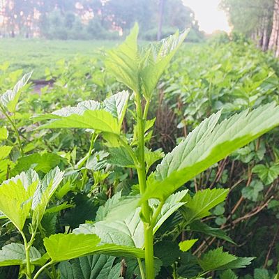 Дмитрий КоКуРиН