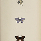 Катя Халдарова