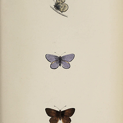 Катя Халдарова