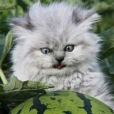 Анатолий Романов