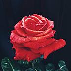 Гюнай Залова