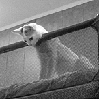 Лёня Кострыкин