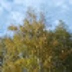 Я за Правду