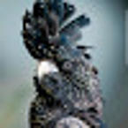 Татьяна Сарафанова