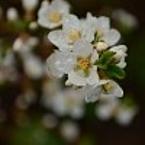 Натали Михайлова