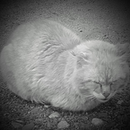 Николай Барышев