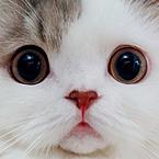 Светлана Чудова