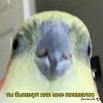 Екатерина Сметанка