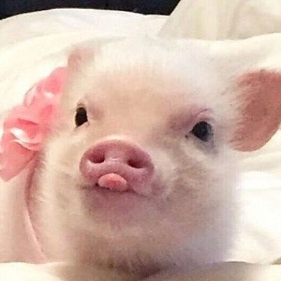 Алёна Антипова