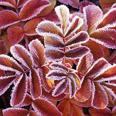 Светлана Глушкова