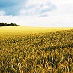 Эдуард Мухаметзянов