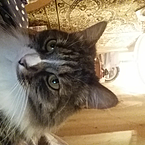 Натали Натали