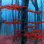 Алексей Колесников