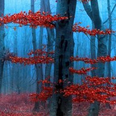 Алексей Колесников